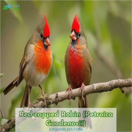 Red-capped Robin (Petroica Goodenovii)