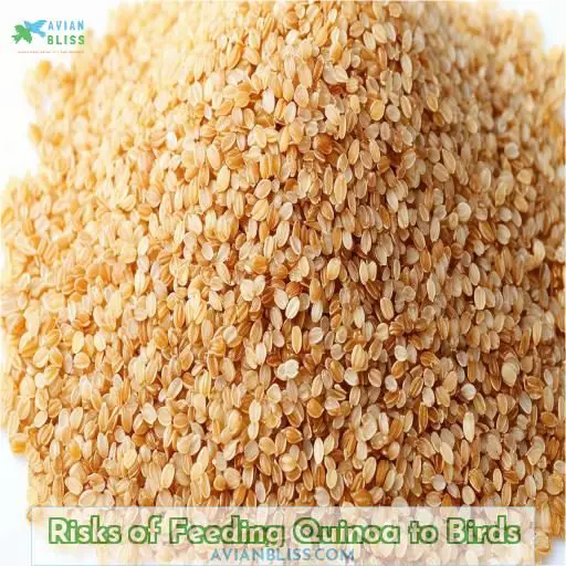 Risks of Feeding Quinoa to Birds