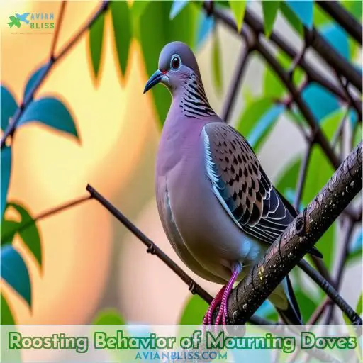 Roosting Behavior of Mourning Doves