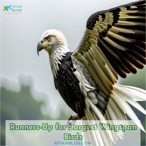 Runners-Up for Largest Wingspan Birds