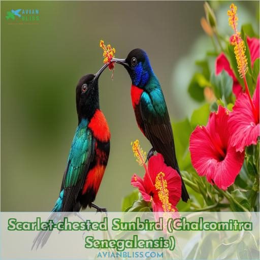 Scarlet-chested Sunbird (Chalcomitra Senegalensis)