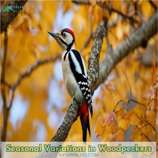Seasonal Variations in Woodpeckers