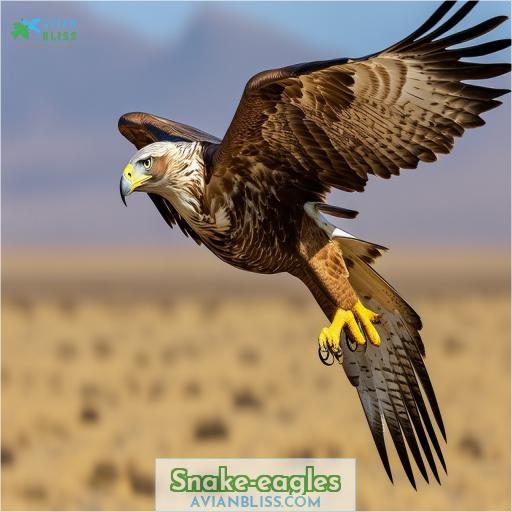 Snake-eagles