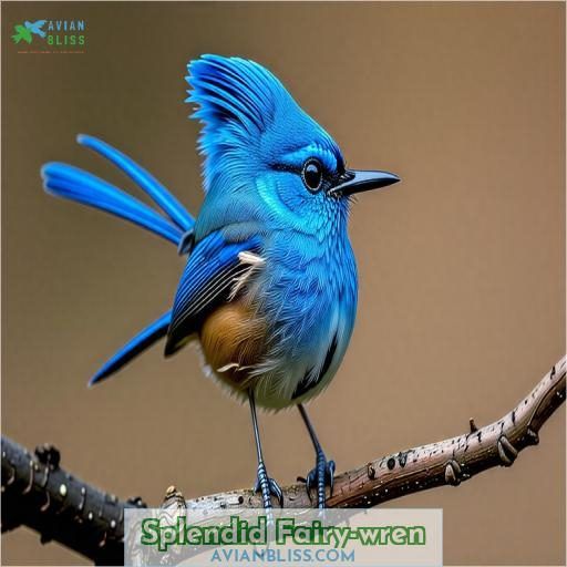 Splendid Fairy-wren