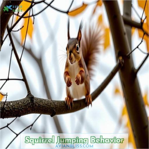 Squirrel Jumping Behavior