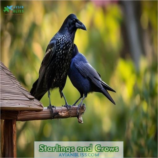 Starlings and Crows