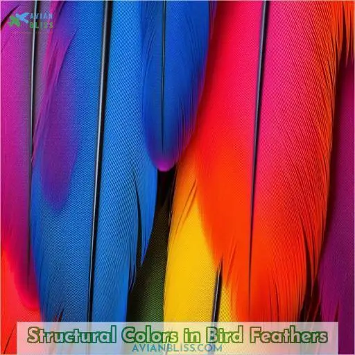 Structural Colors in Bird Feathers