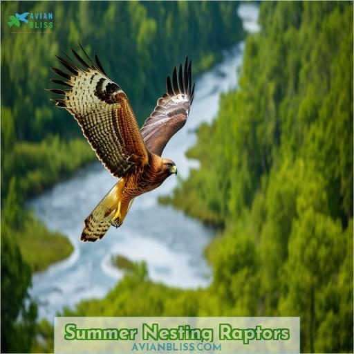 Summer Nesting Raptors