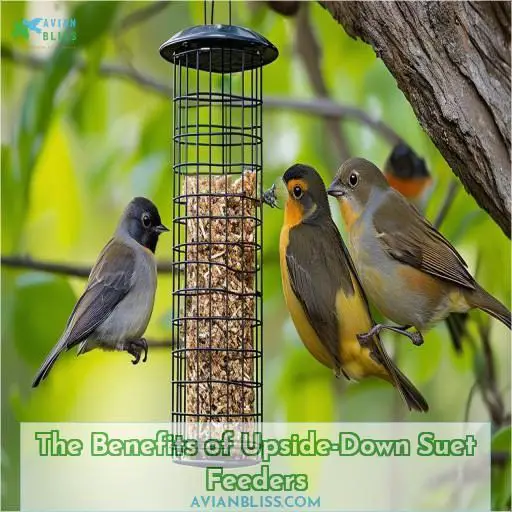 The Benefits of Upside-Down Suet Feeders