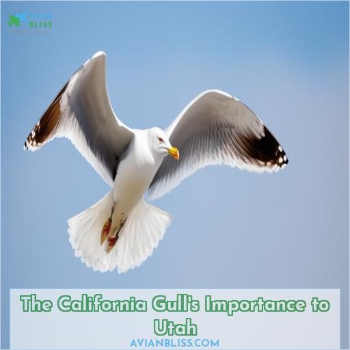 The California Gull