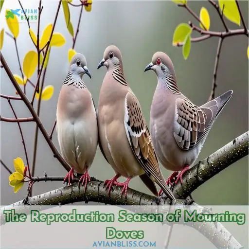 The Reproduction Season of Mourning Doves
