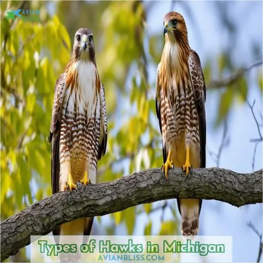 Types of Hawks in Michigan