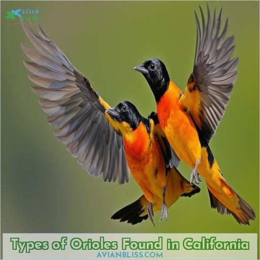 Types of Orioles Found in California