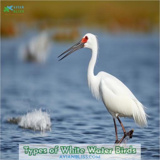 Types of White Water Birds