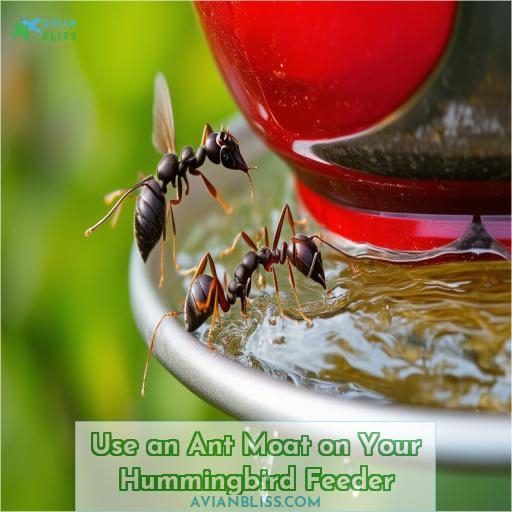 Use an Ant Moat on Your Hummingbird Feeder