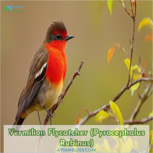 Vermilion Flycatcher (Pyrocephalus Rubinus)