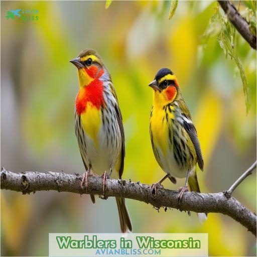 Warblers in Wisconsin