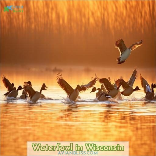 Waterfowl in Wisconsin