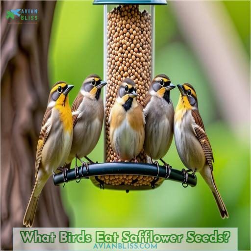 What Birds Eat Safflower Seeds