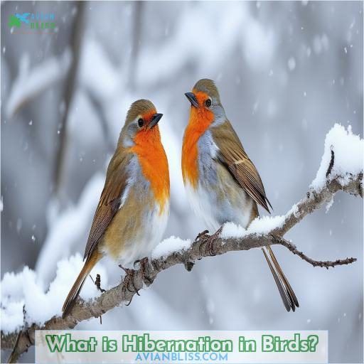 What is Hibernation in Birds