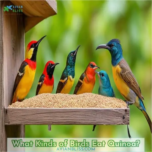 What Kinds of Birds Eat Quinoa