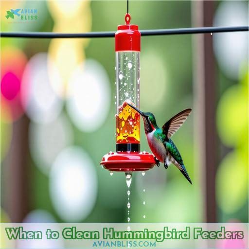 When to Clean Hummingbird Feeders