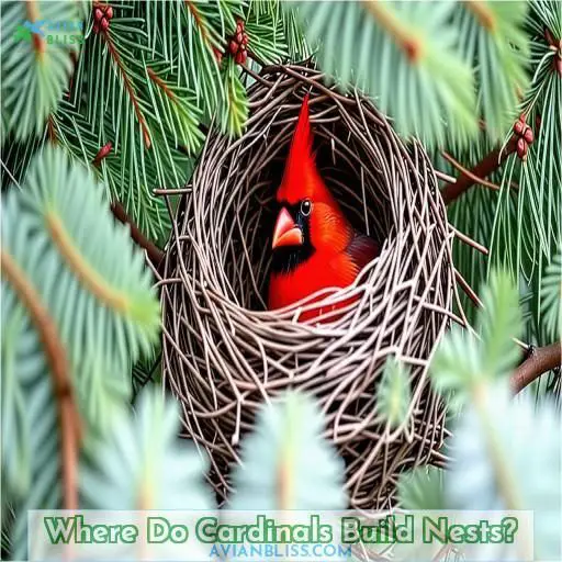 Where Do Cardinals Build Nests