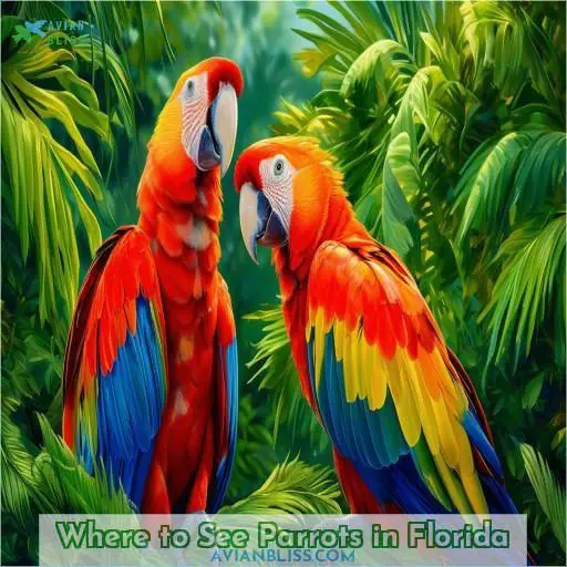 Where to See Parrots in Florida