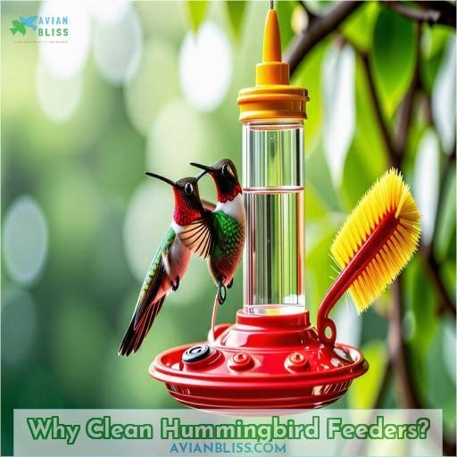 Why Clean Hummingbird Feeders