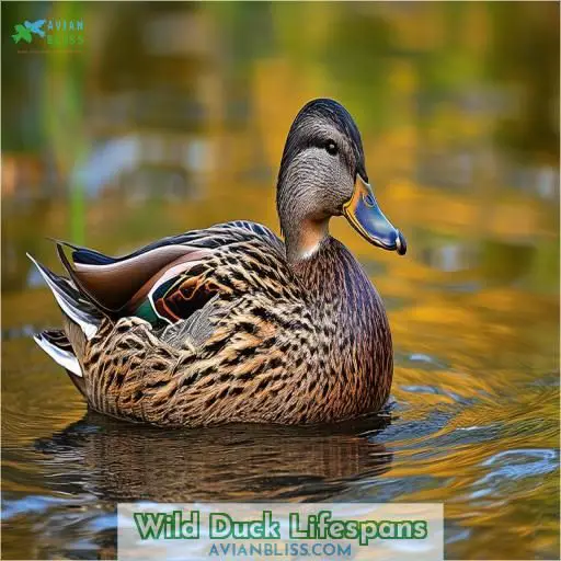 Wild Duck Lifespans
