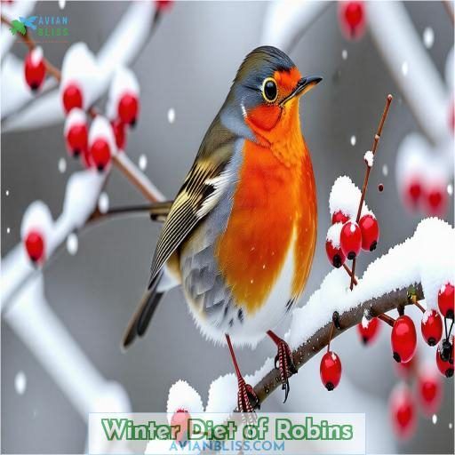 Winter Diet of Robins