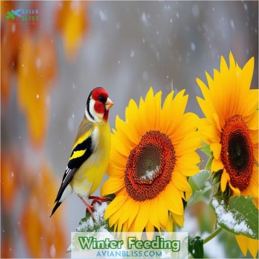 Winter Feeding