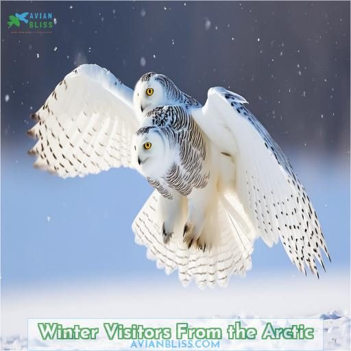 Winter Visitors From the Arctic
