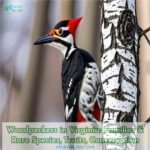 woodpeckers in virginia