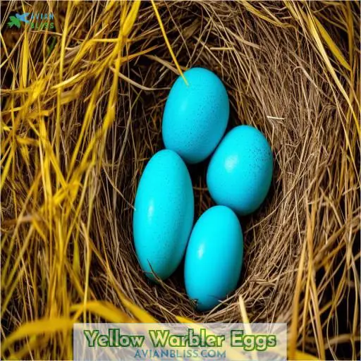 Yellow Warbler Eggs