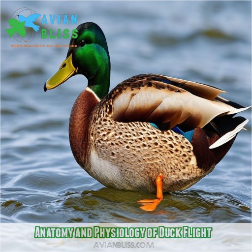 Anatomy and Physiology of Duck Flight