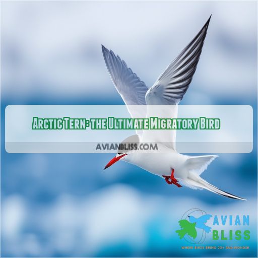 Arctic Tern: the Ultimate Migratory Bird