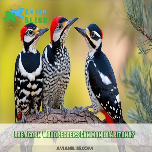 Are Acorn Woodpeckers Common in Arizona