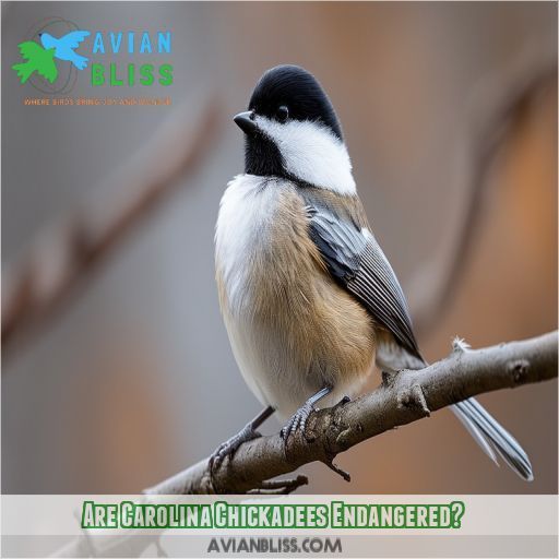 Are Carolina Chickadees Endangered