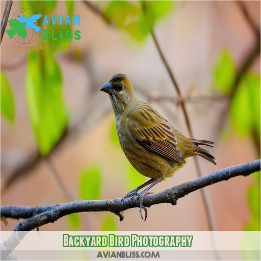 Backyard Bird Photography