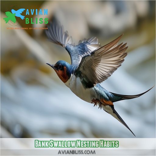 Bank Swallow Nesting Habits