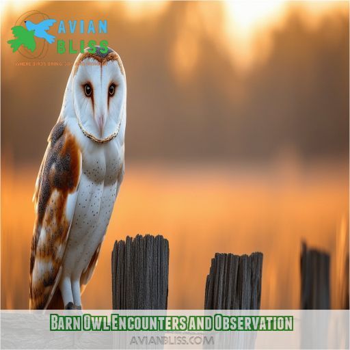 Barn Owl Encounters and Observation