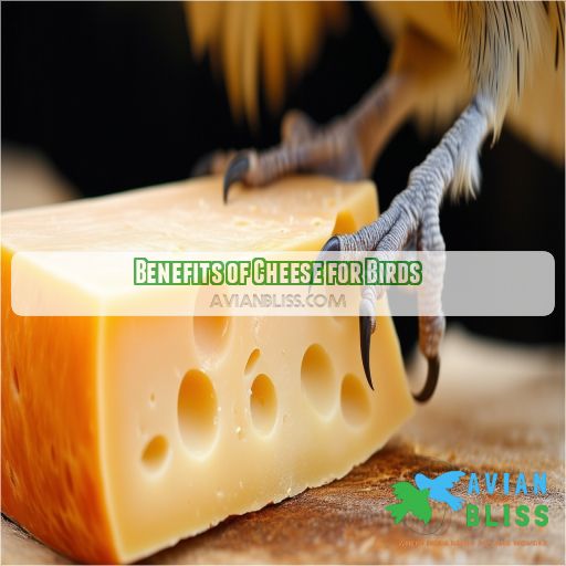Benefits of Cheese for Birds