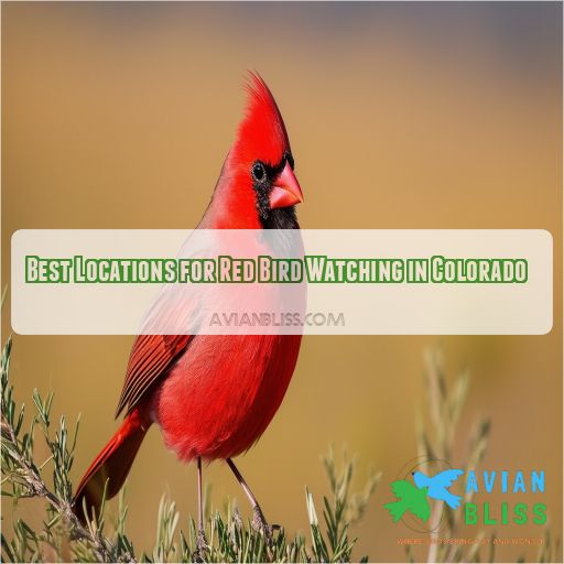 Best Locations for Red Bird Watching in Colorado