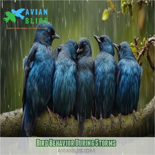Bird Behavior During Storms
