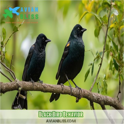 Black Bird Behavior