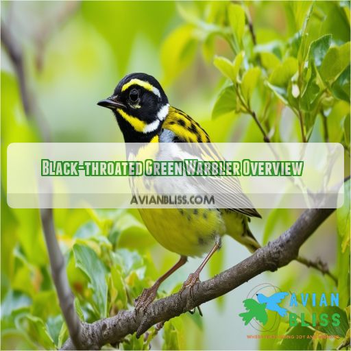 Black-throated Green Warbler Overview