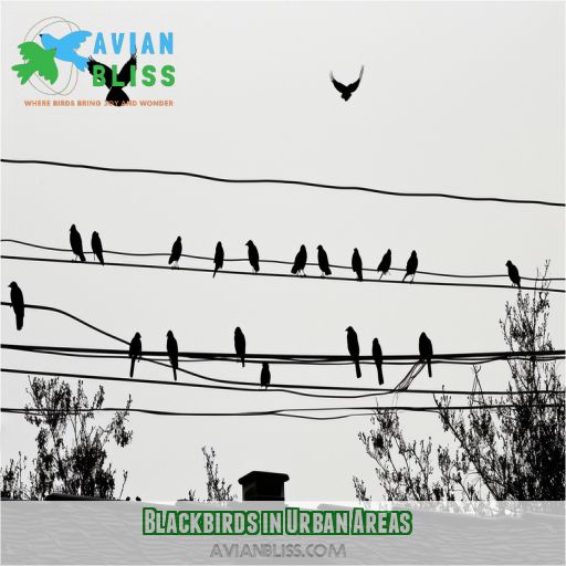Blackbirds in Urban Areas