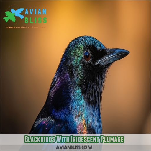 Blackbirds With Iridescent Plumage