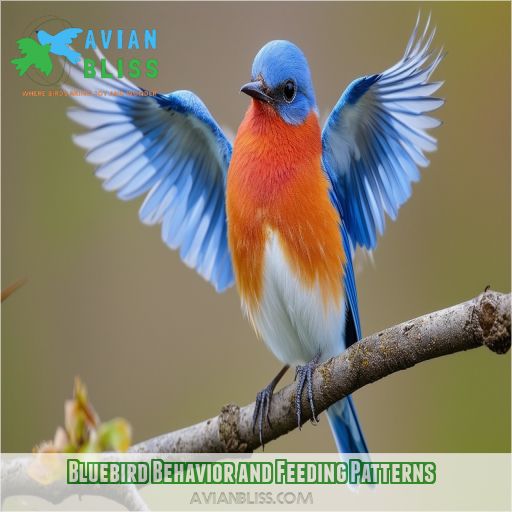 Bluebird Behavior and Feeding Patterns